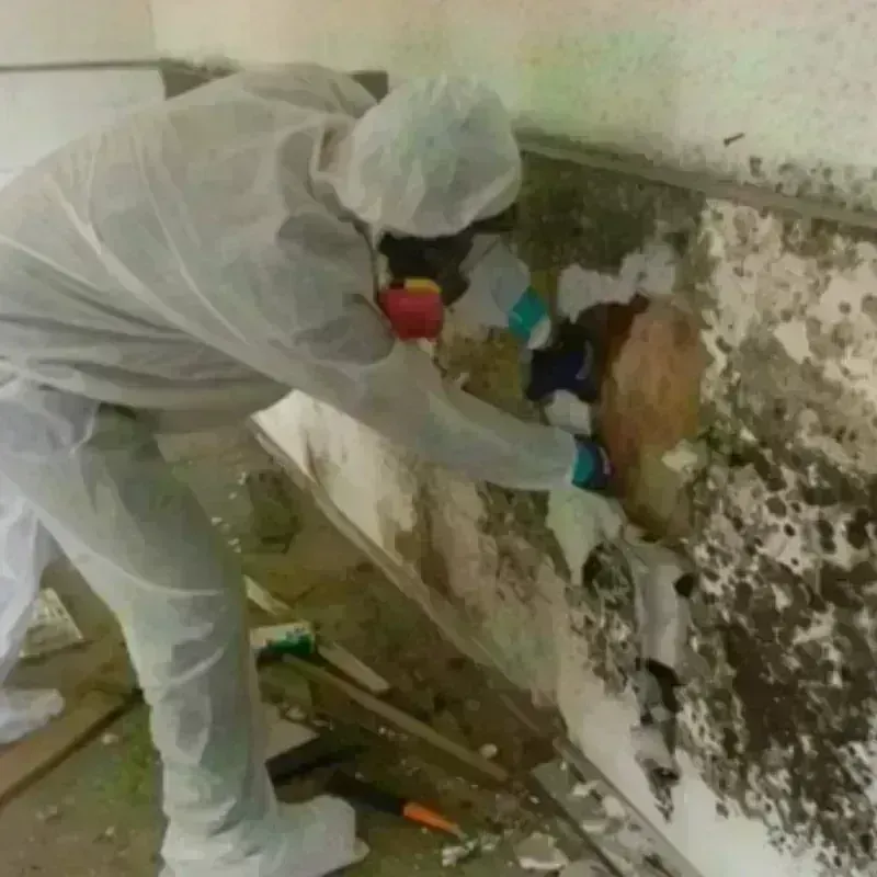 Mold Remediation and Removal in Browns Lake, WI